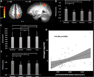 Menstrual Cycle Variations in Gray Matter Volume, White Matter Volume and Functional Connectivity: Critical Impact on Parietal Lobe